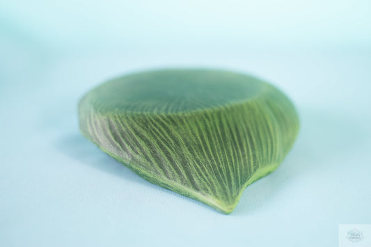 Ceramic Leaf Tray: Boho Plant Display Stand for Centerpieces, Patio Decor & Gardener Gifts