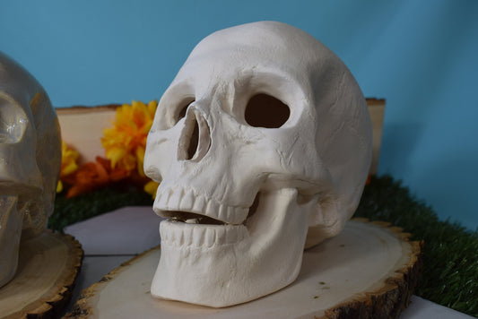 Bisque Ceramic Skull | Ceramic Skull | DIY | PYO | Paint Your Own | Skull | Halloween Decor | Scary Art | Spooky Skull | Halloween Project