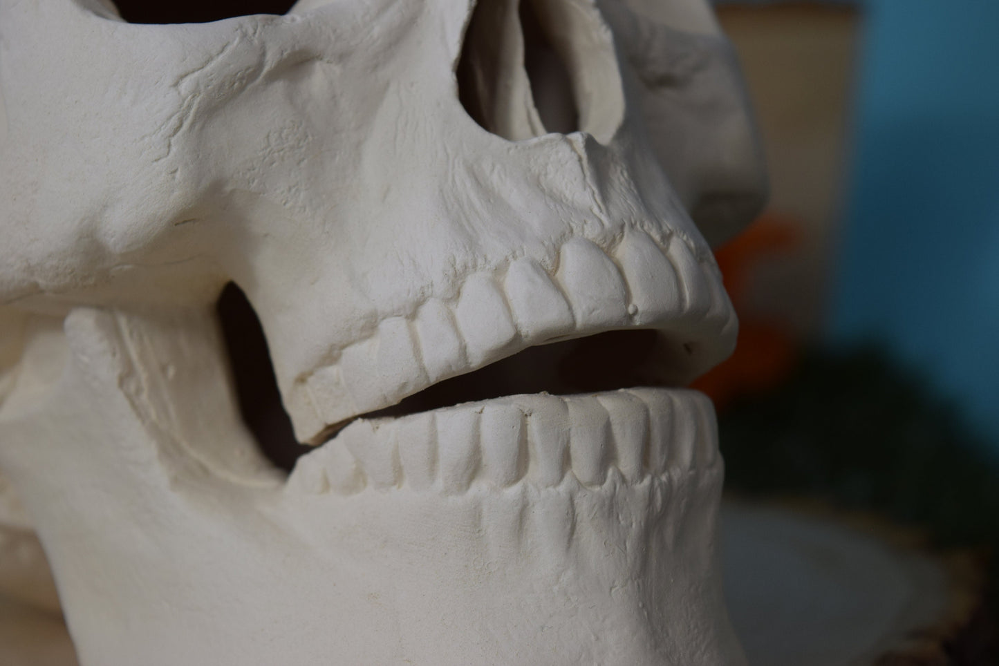 Bisque Ceramic Skull | Ceramic Skull | DIY | PYO | Paint Your Own | Skull | Halloween Decor | Scary Art | Spooky Skull | Halloween Project