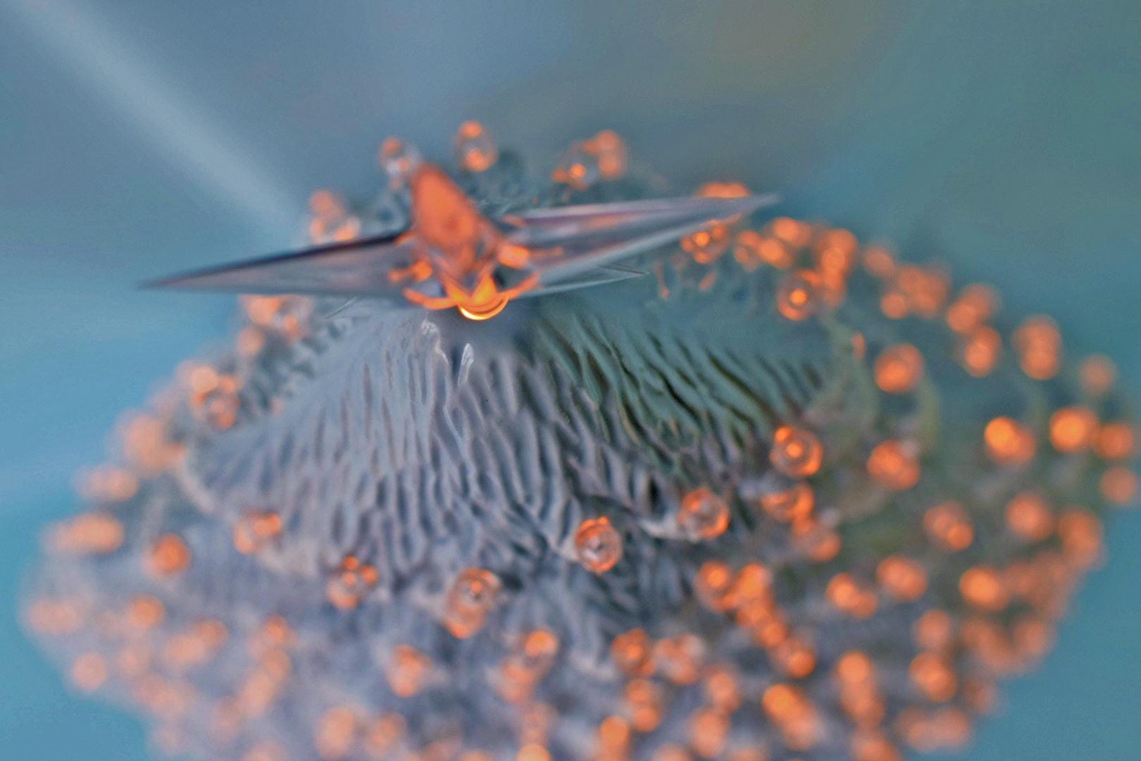 Snowy Christmas Tree | Large Ceramic Light | Windowsill Style - Teresa's Ceramics